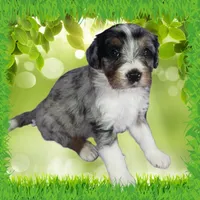 Mini Louise, a female Miniature Bernedoodle for sale in Colorado Springs, CO – 7 of 10