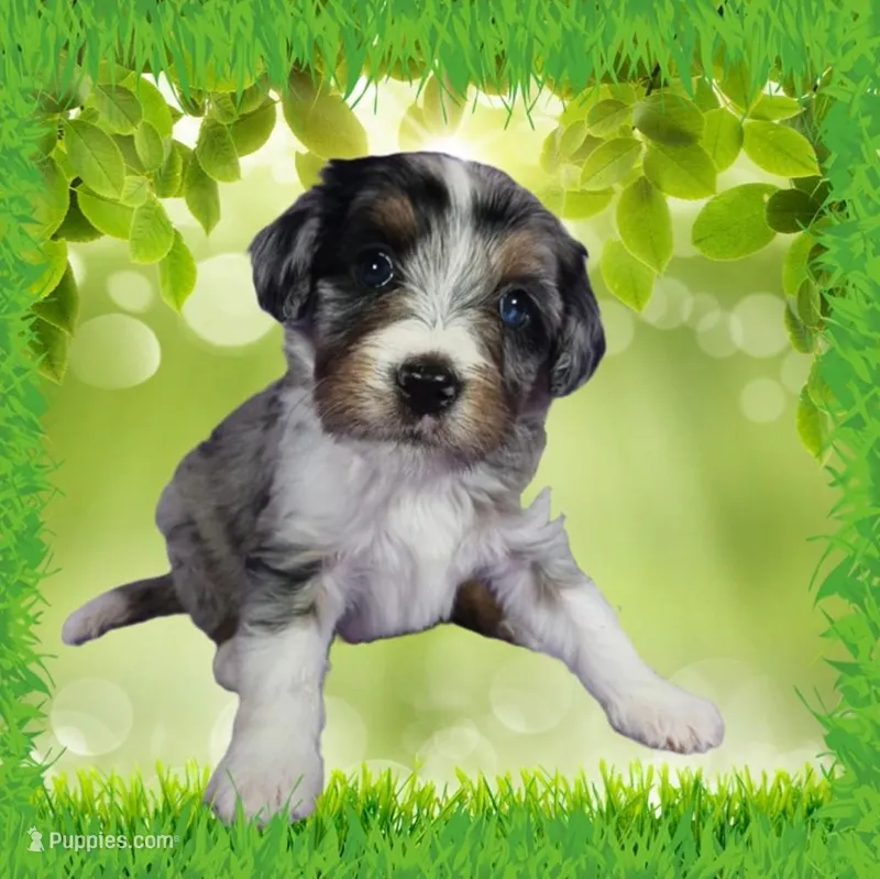 Mini Louise – Miniature Bernedoodle puppy for sale in Colorado Springs, CO