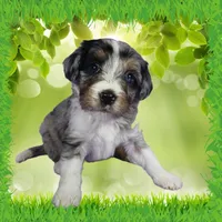 Mini Louise, a female Miniature Bernedoodle for sale in Colorado Springs, CO – 2 of 10