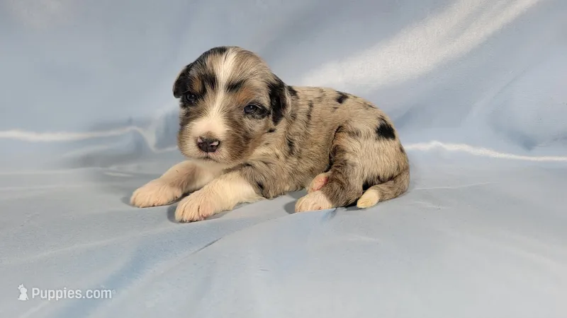 Mini Louise – Miniature Bernedoodle puppy for sale in Colorado Springs, CO