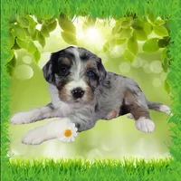 Mini Louise, a female Miniature Bernedoodle for sale in Colorado Springs, CO – 8 of 10