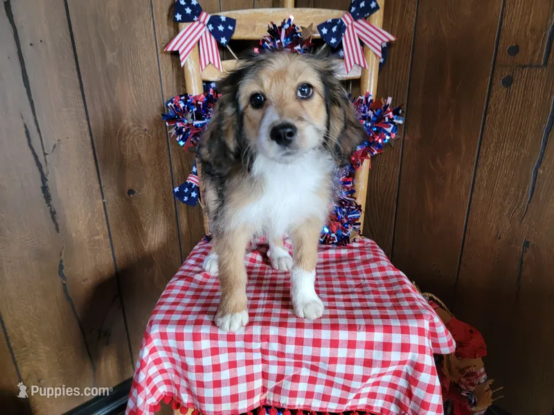 Mini Julia – Miniature Bernedoodle puppy for sale in Colorado Springs, CO