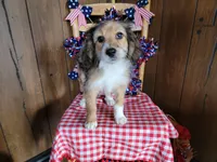 Mini Julia, a female Miniature Bernedoodle for sale in Colorado Springs, CO – 1 of 10