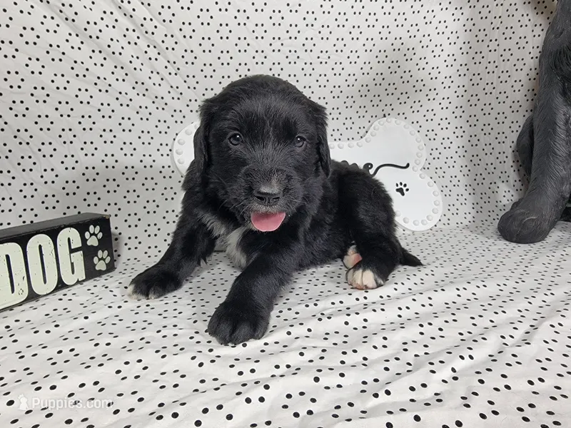 Buzz – Golden Mountain Dog puppy for sale in Colorado Springs, CO
