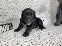 Buzz, a male Golden Mountain Dog for sale in Colorado Springs, CO – 1 of 6