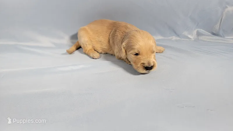 Ethan Hunt – Golden Retriever puppy for sale in Colorado Springs, CO