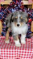 Mini Bob, a male Miniature Bernedoodle for sale in Colorado Springs, CO – 6 of 10