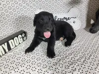Hamm, a male Golden Mountain Dog for sale in Colorado Springs, CO – 2 of 10
