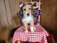 Mini Julia, a female Miniature Bernedoodle for sale in Colorado Springs, CO – 6 of 10