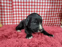 Bo Peep, a female Golden Mountain Dog for sale in Colorado Springs, CO – 10 of 10