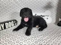 Hamm, a male Golden Mountain Dog for sale in Colorado Springs, CO – 4 of 10