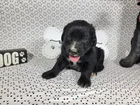 Woody, a male Golden Mountain Dog for sale in Colorado Springs, CO – 5 of 10