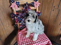 Mini Louise, a female Miniature Bernedoodle for sale in Colorado Springs, CO – 6 of 10
