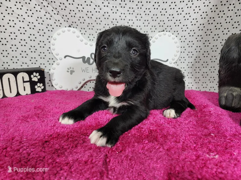 Dolly – Golden Mountain Dog puppy for sale in Colorado Springs, CO