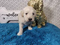 Batman, a male Poodle - Toy  and Miniature Goldendoodle for sale in Colorado Springs, CO – 7 of 10
