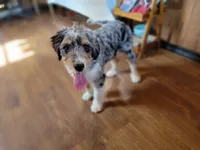 Mini Bob, a male Miniature Bernedoodle for sale in Colorado Springs, CO – 5 of 10