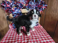 Hector, a male Bernese Mountain Dog for sale in Colorado Springs, CO – 7 of 10
