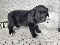 Buzz, a male Golden Mountain Dog for sale in Colorado Springs, CO – 2 of 6