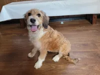 Mini Julia, a female Miniature Bernedoodle for sale in Colorado Springs, CO – 5 of 10