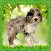 Mini Louise, a female Miniature Bernedoodle for sale in Colorado Springs, CO – 10 of 10