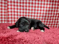 Dolly, a female Golden Mountain Dog for sale in Colorado Springs, CO – 4 of 10