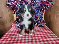 Achilles , a male Bernese Mountain Dog for sale in Colorado Springs, CO – 7 of 10