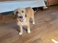 Mini Julia, a female Miniature Bernedoodle for sale in Colorado Springs, CO – 7 of 10