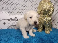 Batman, a male Poodle - Toy  and Miniature Goldendoodle for sale in Colorado Springs, CO – 5 of 10