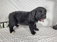 Buzz, a male Golden Mountain Dog for sale in Colorado Springs, CO – 3 of 6