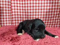 Trixie, a female Golden Mountain Dog for sale in Colorado Springs, CO – 10 of 10