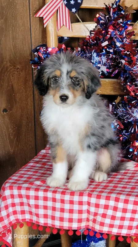 Mini Bob – Miniature Bernedoodle puppy for sale in Colorado Springs, CO