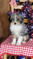 Mini Bob, a male Miniature Bernedoodle for sale in Colorado Springs, CO – 1 of 10