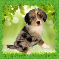 Mini Bob, a male Miniature Bernedoodle for sale in Colorado Springs, CO – 1 of 6