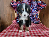 Achilles , a male Bernese Mountain Dog for sale in Colorado Springs, CO – 8 of 10