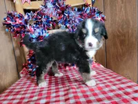 Hector, a male Bernese Mountain Dog for sale in Colorado Springs, CO – 10 of 10