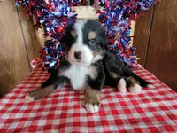 Achilles , a male Bernese Mountain Dog for sale in Colorado Springs, CO – 2 of 10