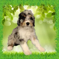 Mini Louise, a female Miniature Bernedoodle for sale in Colorado Springs, CO – 9 of 10