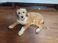 Mini Julia, a female Miniature Bernedoodle for sale in Colorado Springs, CO – 3 of 10