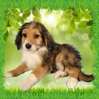 Mini Julia, a female Miniature Bernedoodle for sale in Colorado Springs, CO – 9 of 10