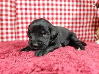 Jessie, a female Golden Mountain Dog for sale in Colorado Springs, CO – 7 of 10