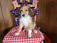 Mini Julia, a female Miniature Bernedoodle for sale in Colorado Springs, CO – 9 of 10