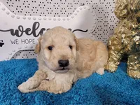 Robin, a male Poodle - Toy  and Miniature Goldendoodle for sale in Colorado Springs, CO – 3 of 10
