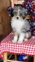 Mini Bob, a male Miniature Bernedoodle for sale in Colorado Springs, CO – 7 of 10