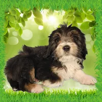 Mini Gene, a male Miniature Bernedoodle for sale in Colorado Springs, CO – 9 of 10