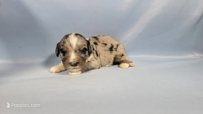Mini Teddy – Miniature Bernedoodle puppy for sale in Colorado Springs, CO
