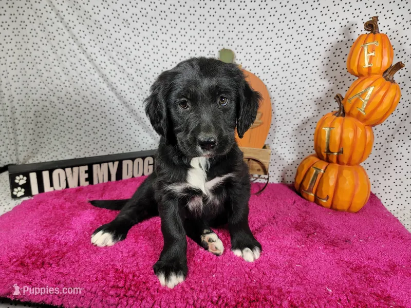 Dolly – Golden Mountain Dog puppy for sale in Colorado Springs, CO