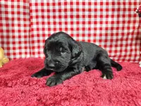 Jessie, a female Golden Mountain Dog for sale in Colorado Springs, CO – 3 of 10