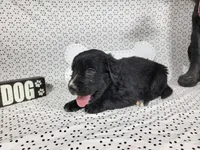 Woody, a male Golden Mountain Dog for sale in Colorado Springs, CO – 9 of 10