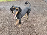 Voodoo, a male Bernedoodle for sale in Colorado Springs, CO – 8 of 10