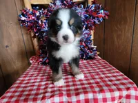 Helen, a female Bernese Mountain Dog for sale in Colorado Springs, CO – 6 of 10